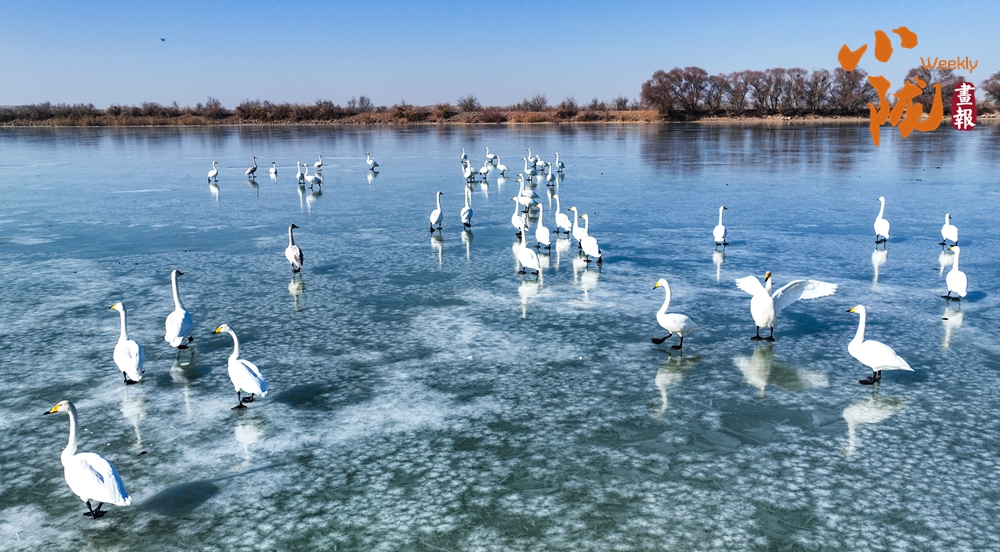 金塔 候鳥(niǎo)與濕地的詩(shī)意圖景