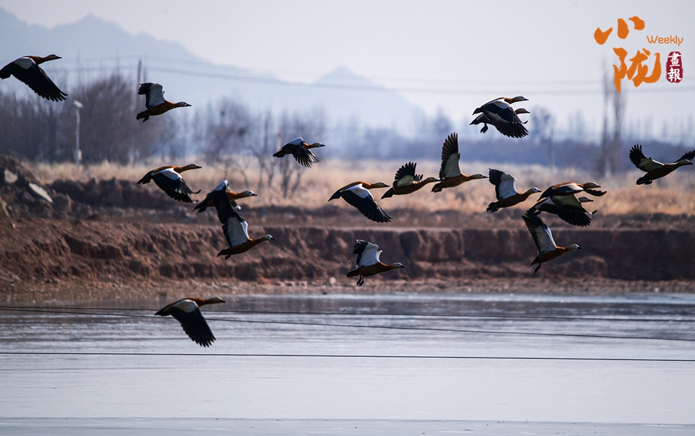 【小隴畫報·480期】景泰：赤麻鴨與春天的約會美成風景