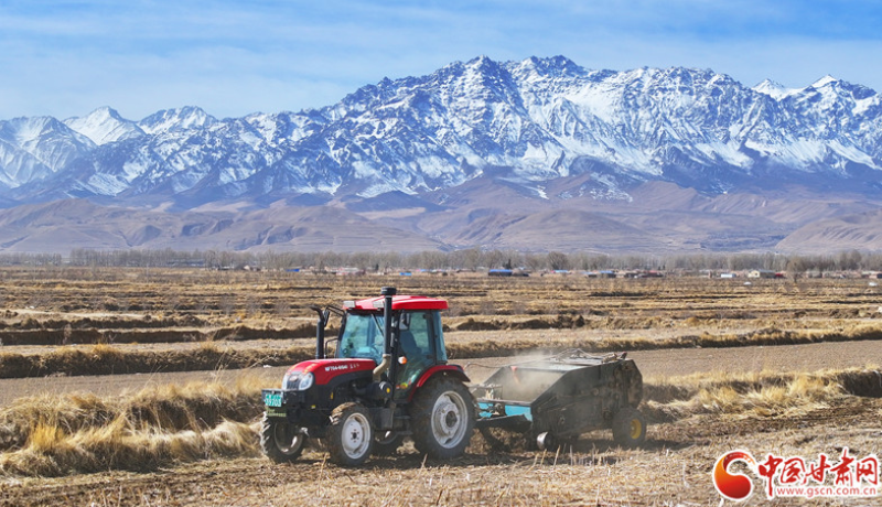 春動隴原·隴拍客丨祁連山下紫皮大蒜種植忙