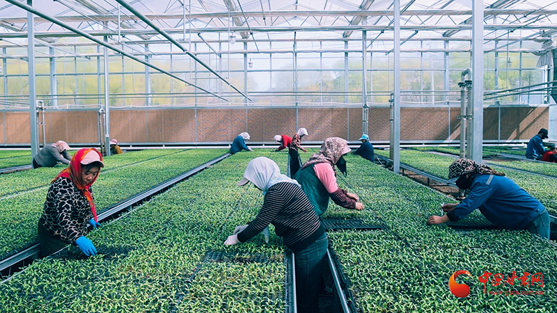 【春動隴原】崇信：育苗管護正當時 大棚綠意育豐收