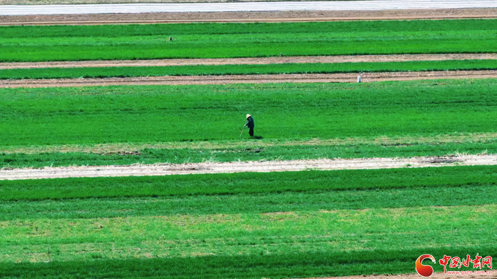 春動隴原·隴拍客丨平?jīng)龀缧牛何忠颁伌淅L就春日好“豐”景